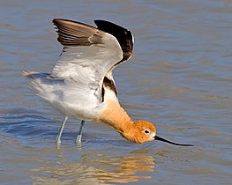 American Avocet2.jpg