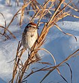 * Nomination American tree sparrow in Central Park --Rhododendrites 16:52, 28 March 2021 (UTC) * Promotion  Support Good quality. Nice photo. Thanks! --LexKurochkin 16:57, 28 March 2021 (UTC)