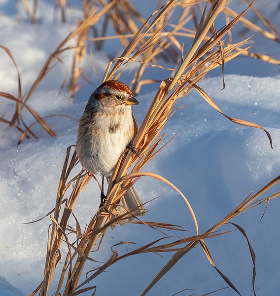File:American tree sparrow in CP (41290).jpg