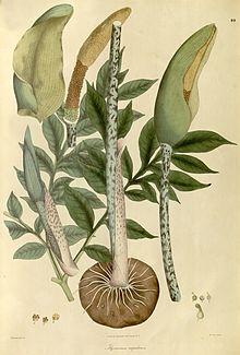 Amorphophallus napalensis.jpg