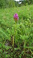 Anacamptis pyramidalis Germany - Michaelsberg