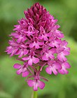 Orchis pyramidal flowers.jpg