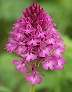 Anacamptis pyramidalis Type species