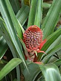 Miniatiūra antraštei: Bromelijiniai