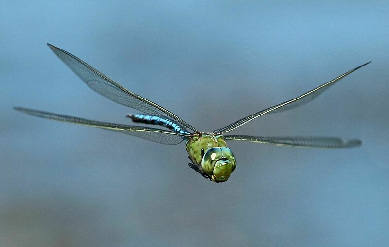 File:Anax imperator 2015 11 23 6807 (cropped).jpg