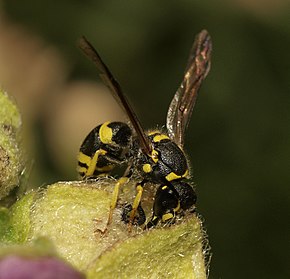 Descrierea acestei imagini, comentată și mai jos