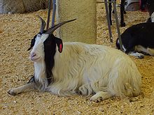 Angora goat at the Texas State Fair. Angoragoat2.jpg