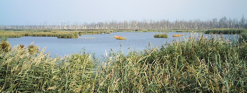 File:Anklamer Torfmoor.JPG