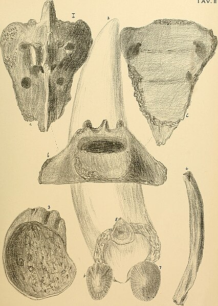 File:Annales de géologie et de paléontologie (1899) (18174590266).jpg