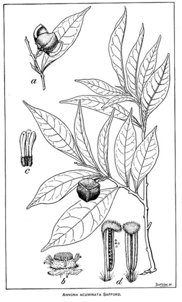 File:Annona acuminata.tif