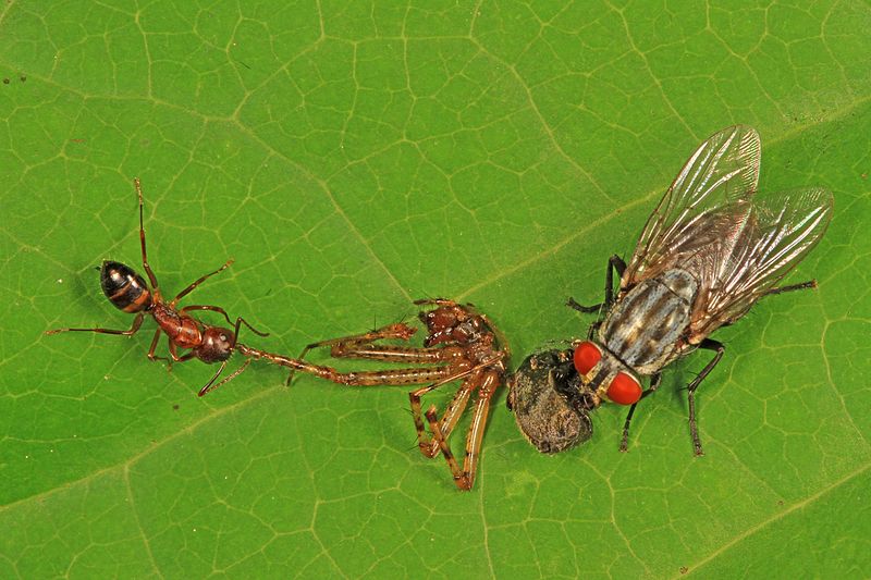 File:Ant, Spider and Fly, Leesylvania State Park, Woodbridge, Virginia - 18699349536.jpg