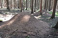 English: Three ant nests of Formica rufa at Nýrsko, the Czech Republic. Čeština: Tři mraveniště mravence lesního u Nýrska.