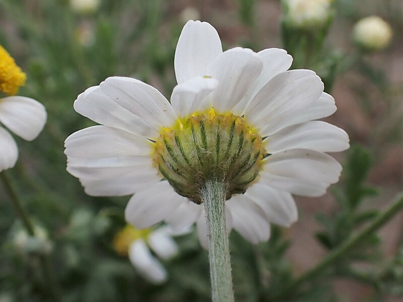 File:Anthemis ruthenica kz03.jpg