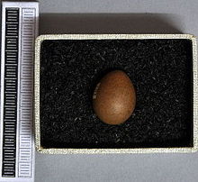 Egg, Collection Museum Wiesbaden Anthus rubescens MWNH 1588.JPG