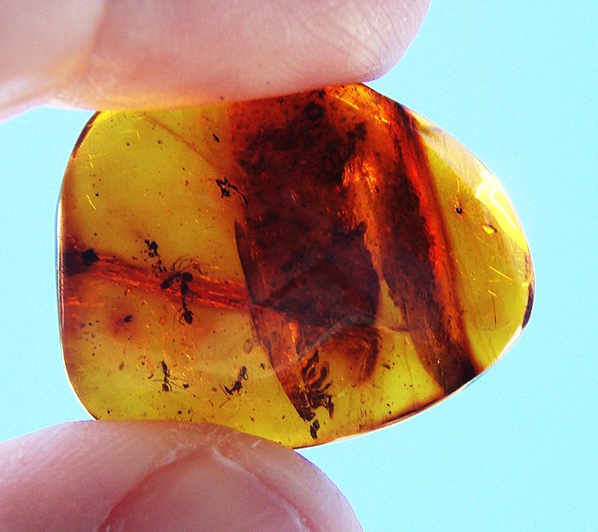 File:Ants in amber.jpg