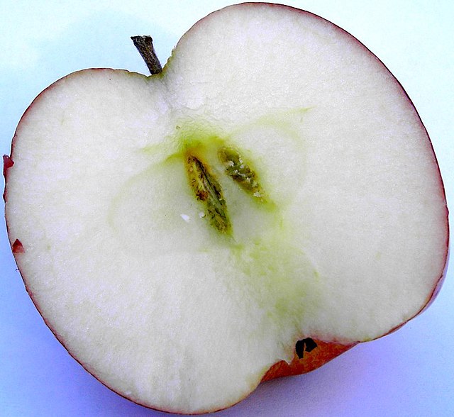 Apple section, showing seeds plus papery expression of the ovary, surrounded by tissue formed from ripening of the hypanthium
