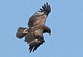 Aquila pomarina in flight (cat.)