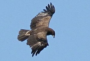 Lesser Spotted Eagle (Clanga pomarina) in the Polish Lasy Janowskie Landscape Protection Park