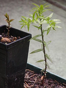 A pair of bunya seedlings showing the change in leaf colour. The cotyledons are hypogeal, remaining below the ground.