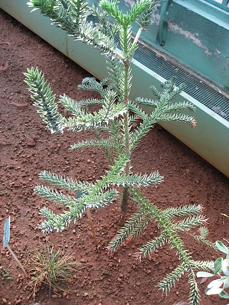 File:Araucaria montana 01 by Line1.JPG