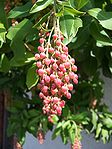 Arbutus menziesii-2.jpg