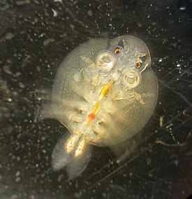 Argulus coregoni