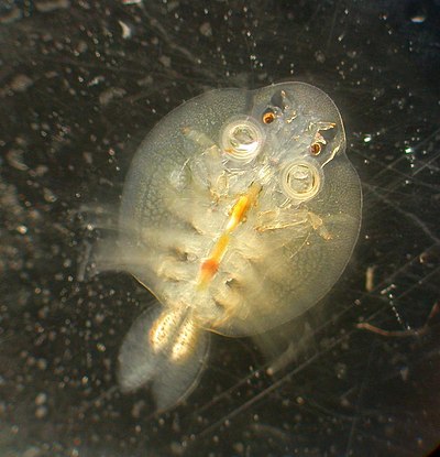 A translucent, sculptured shell conceals a small animal. Some of its appendages extend beyond the shell.