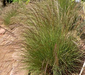 Aristida purpurea