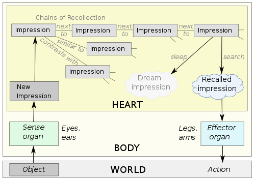 Senses, perception, memory, dreams, action in Aristotle's psychology. Impressions are stored in the sensorium (the heart), linked by his laws of association (similarity, contrast, and contiguity). Aristotle Senses Perception Memory Dreams Action.svg