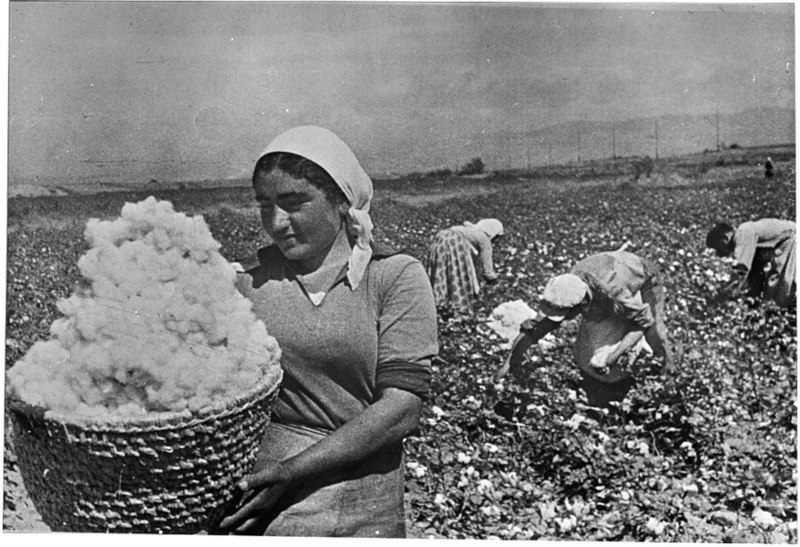 Պատկեր:Armenian cotton.jpg