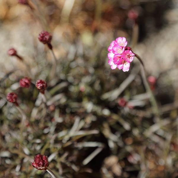 File:Armeria maritima-IMG 7229.JPG