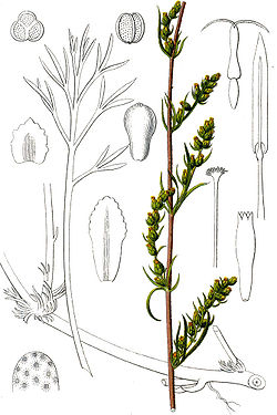 Artemisia campestris Sturm34.jpg