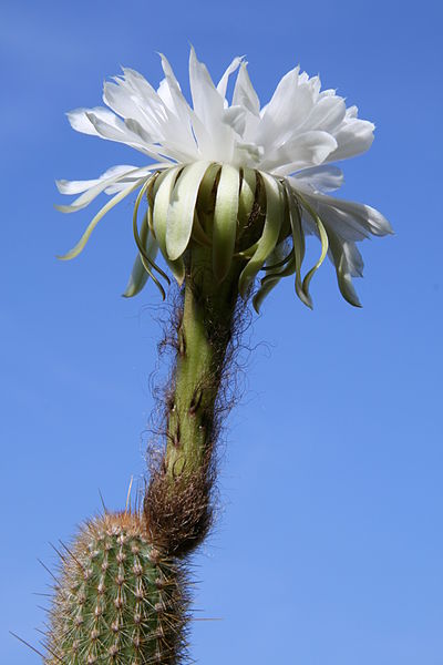 File:Arthrocereus melanurus (K.Schumann) L.Diers, P.J.Braun & Esteves ssp.estevesii (L.Diers & P.J.Braun) P.J.Braun & Esteves.JPG