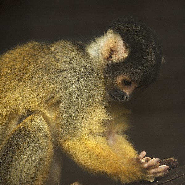 File:Artis Squirrel monkey (14033091195).jpg