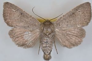 Aseptis murina male.jpg