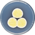 Aspergillus heterothallicus growing on CYA plate