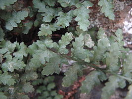 Frond of Asplenium bradleyi. Note the deeply cut, acroscopic lobes at the base of the pinnae.