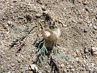 <i>Astragalus nutans</i> species of plant