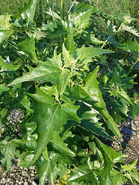 File:Atriplex sagittata sl45.jpg