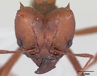 <i>Atta vollenweideri</i> Species of ant