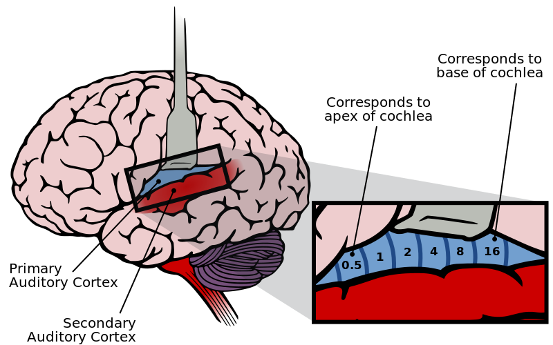 File:Auditory Cortex Frequency Mapping.svg