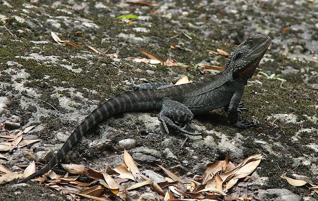 Aust Gippsland Water Dragon, Physignathus lesueurii howittii, MRNP, jjron, 13.02.2012.jpg