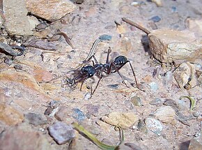 Beschreibung des australischen bullant.jpg-Bildes.