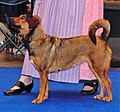 Austrian Pinscher, red