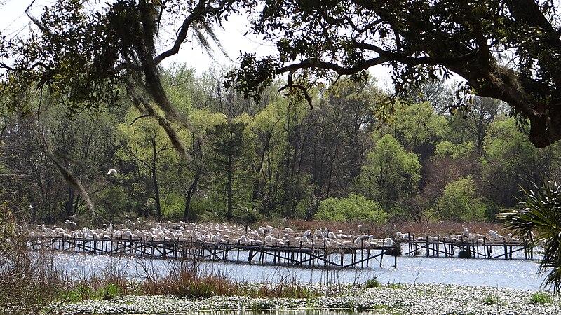 File:Avery Island, Louisiana-080.JPG