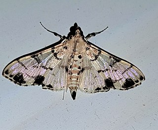 <i>Azochis</i> Genus of moths