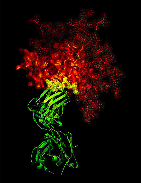 File:B12 antibody (5149315400).jpg