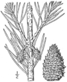 1.6. Pinus virginiana Fig. 136