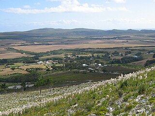 <span class="mw-page-title-main">Baardskeerdersbos</span> Place in Western Cape, South Africa