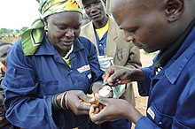 Chicken vaccination Baby chicken vaccination.jpg